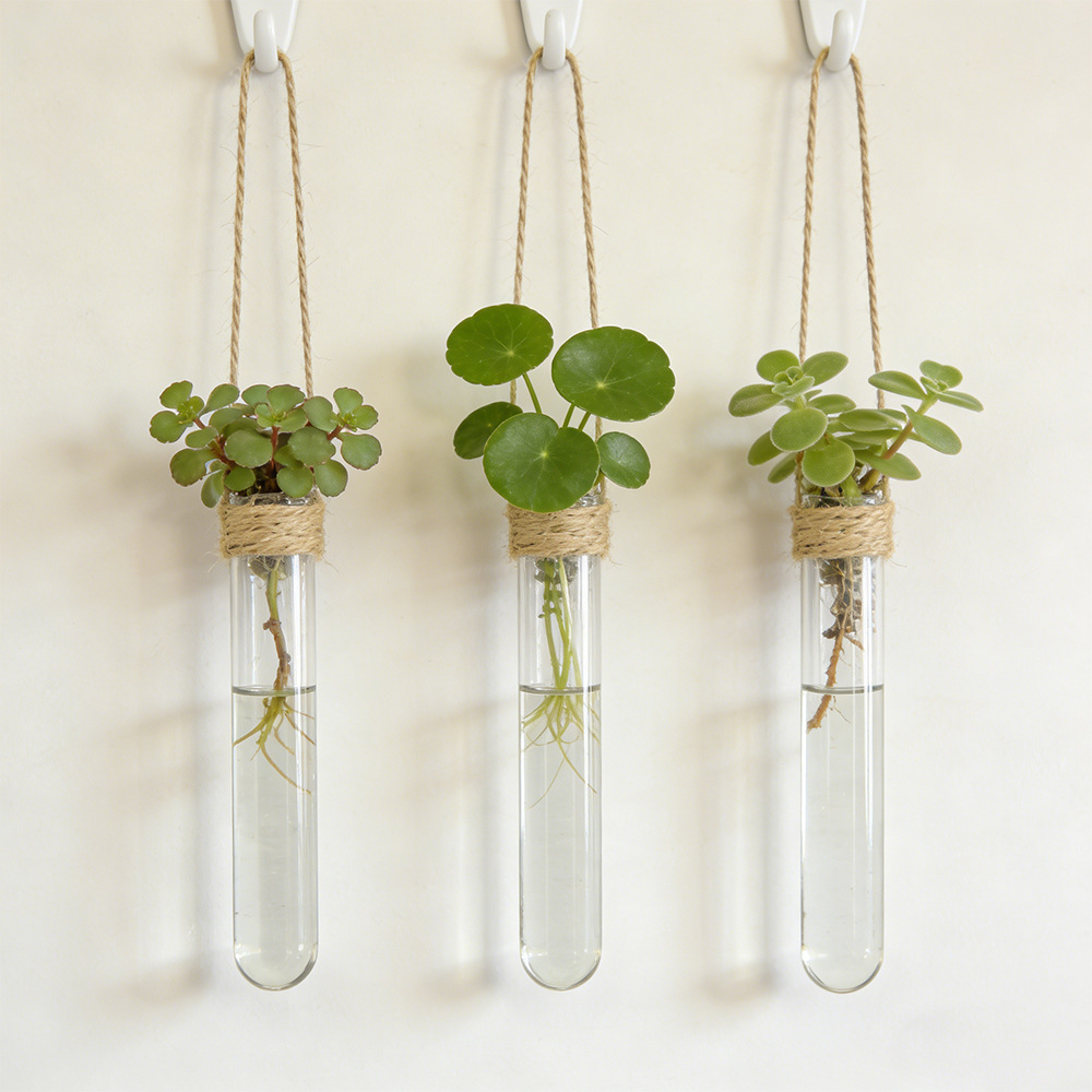 Hydroponic Flower Vase Wall-Mo - огляд і ціна Aloe Vera Pot