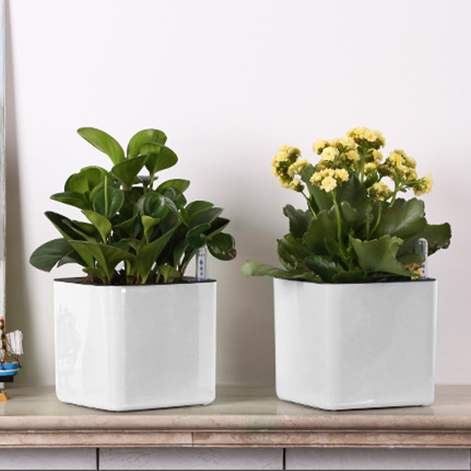 Self Watering Planter Self-wat - огляд і ціна Aloe Vera Pot