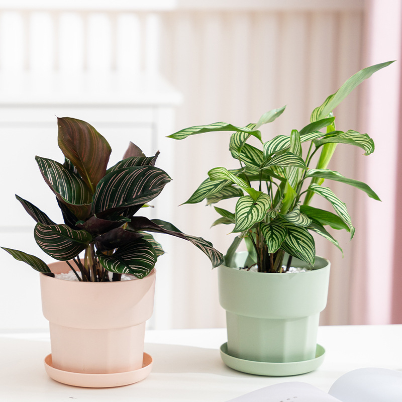 Nordic Minimalist Style Green  - огляд і ціна Aloe Vera Pot