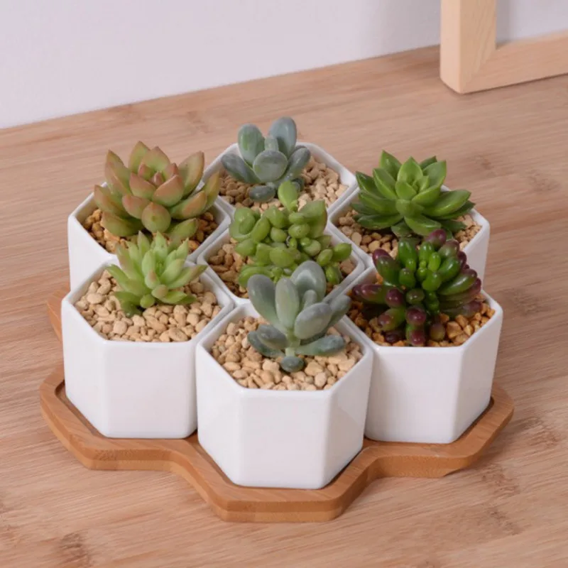 Set of 4/7/9/10 Hexagon Flower - огляд і ціна Aloe Vera Pot