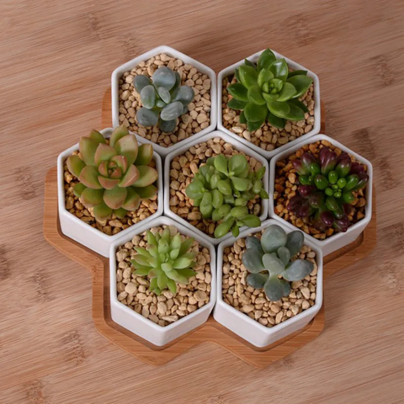 Set of 4/7/9/10 Hexagon Flower - огляд і ціна Aloe Vera Pot