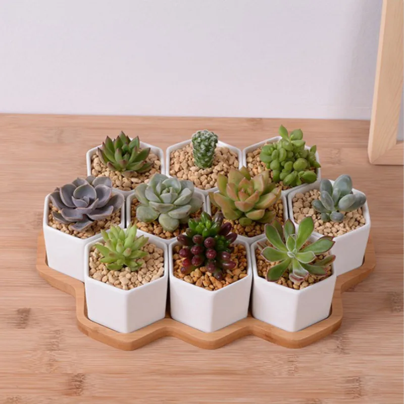 Set of 4/7/9/10 Hexagon Flower - огляд і ціна Aloe Vera Pot